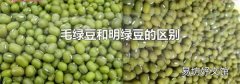 毛綠豆和明綠豆的區(qū)別