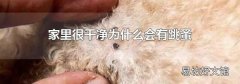 家里很干凈為什么會(huì)有跳蚤