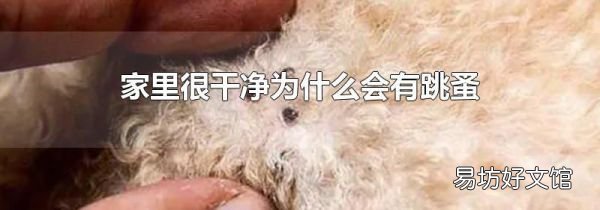 家里很干凈為什么會(huì)有跳蚤