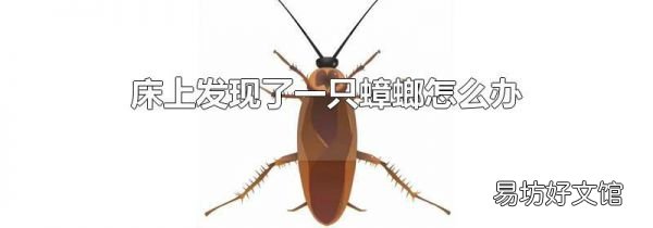 床上發(fā)現(xiàn)了一只蟑螂怎么辦