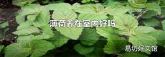 薄荷养在室内好吗