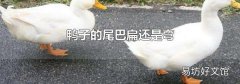 鸭子的尾巴扁还是弯