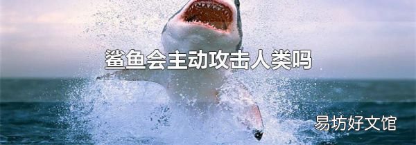 鯊魚會(huì)主動(dòng)攻擊人類嗎