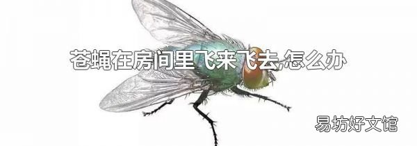苍蝇在房间里飞来飞去,怎么办