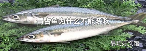 青占鱼为什么不能多吃