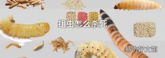 蛆虫怎么杀死