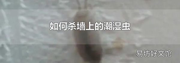 如何杀墙上的潮湿虫