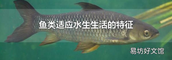 鱼类适应水生生活的特征