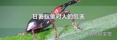 甘薯蚁象对人的危害