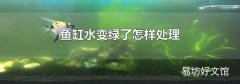 鱼缸水变绿了怎样处理