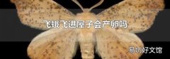 飞蛾飞进屋子会产卵吗