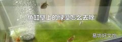 鱼缸壁上的绿藻怎么去除
