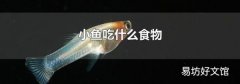 小鱼吃什么食物