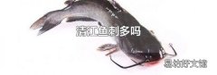 清江鱼刺多吗