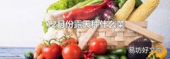 12月份露天种什么菜