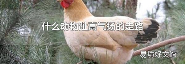 什么動(dòng)物趾高氣揚(yáng)的走路