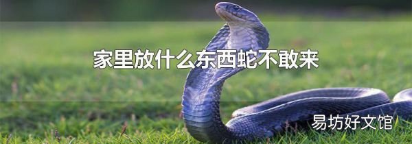 家里放什么东西蛇不敢来