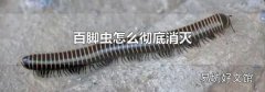 百脚虫怎么彻底消灭