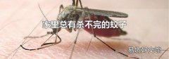 家里总有杀不完的蚊子