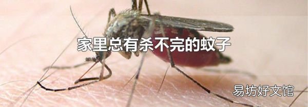 家里总有杀不完的蚊子
