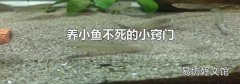 养小鱼不死的小窍门