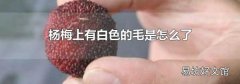 杨梅上有白色的毛是怎么了