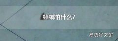 蟑螂怕什么?