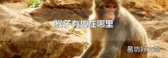 猴子有趣在哪里