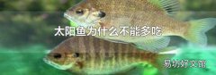 太阳鱼为什么不能多吃