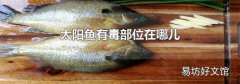 太阳鱼有毒部位在哪儿