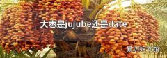 大枣是jujube还是date
