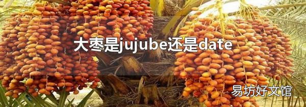 大枣是jujube还是date