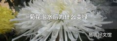 菊花泡水后为什么变绿