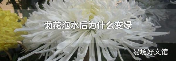 菊花泡水后为什么变绿