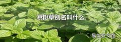 凉粉草别名叫什么