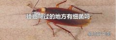 蟑螂爬过的地方有细菌吗