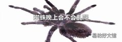 蜘蛛晚上会不会乱爬