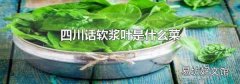 四川话软浆叶是什么菜