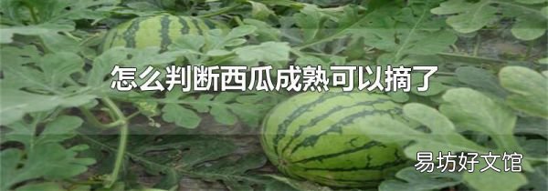 怎么判断西瓜成熟可以摘了
