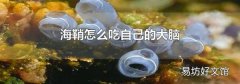 海鞘怎么吃自己的大脑