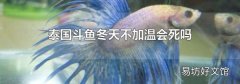 泰国斗鱼冬天不加温会死吗
