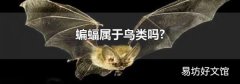 蝙蝠属于鸟类吗?