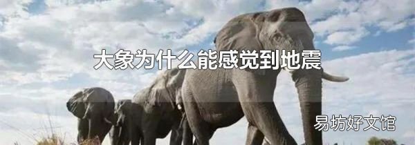 大象为什么能感觉到地震