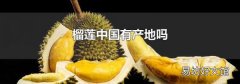 榴莲中国有产地吗