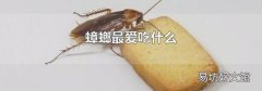 蟑螂最爱吃什么