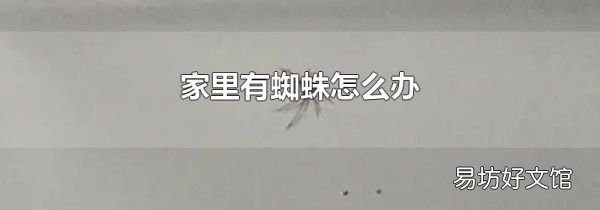 家里有蜘蛛怎么辦