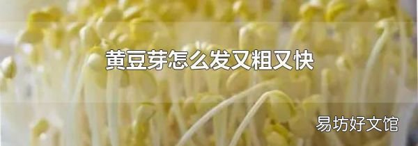 黄豆芽怎么发又粗又快