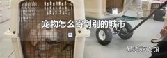 宠物怎么寄到别的城市