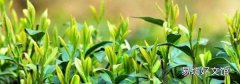 茶叶保质期多长时间