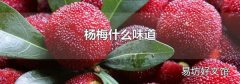 杨梅什么味道